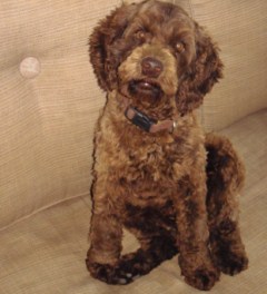 Mollie p3220326 - 1